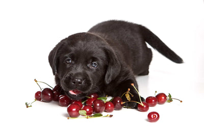 Dürfen Hunde Kirschen essen?