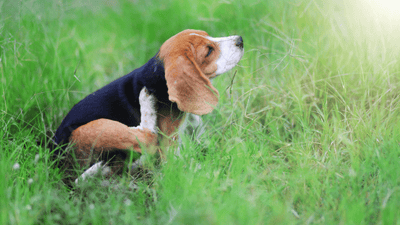 Allergien bei Hunden: Die unsichtbare Herausforderung und wie du sie meisterst!