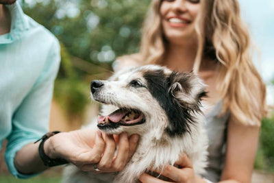 Gelenkprobleme beim Hund - Die 5 häufigsten Fragen dazu