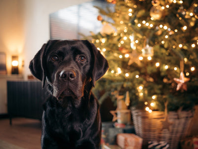 10 kreative Geschenkideen für Hunde