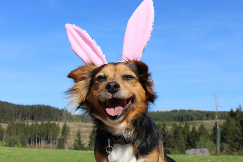 Ostern mit Hund - Alles rund ums Ei